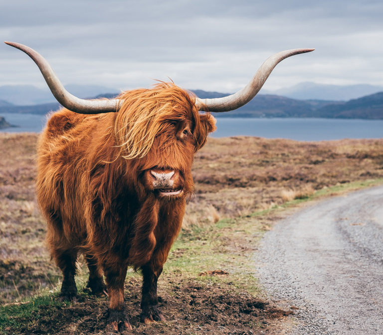 The Highlands The Highlands